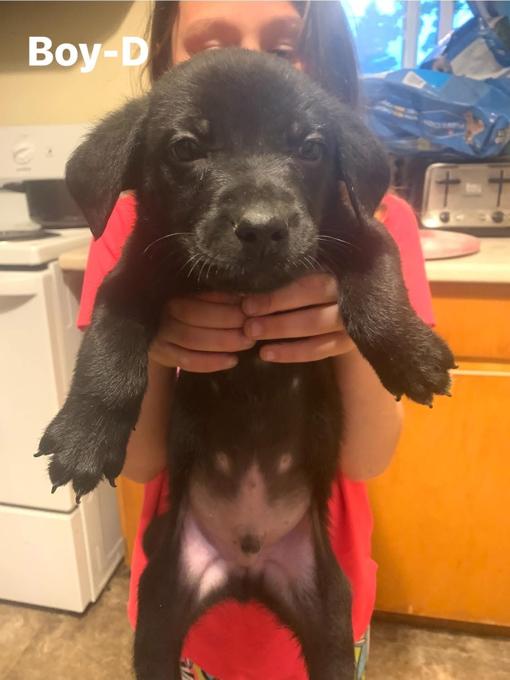 Black German shepherd and lab mix
