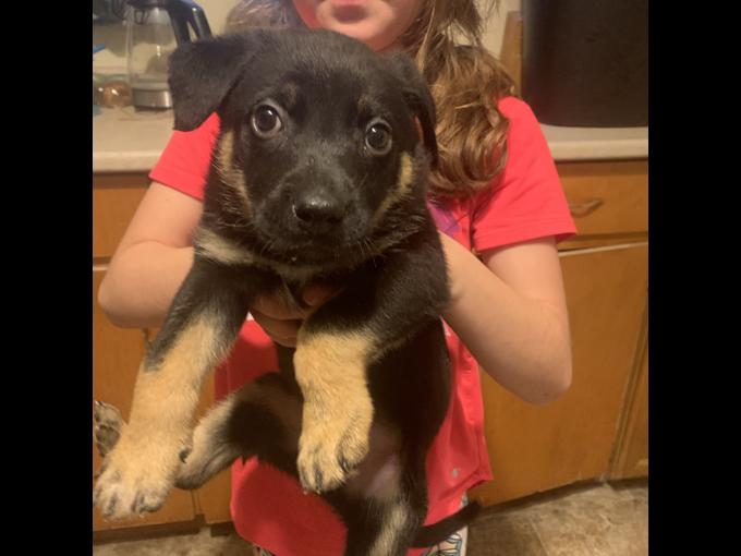 Black German shepherd and lab mix