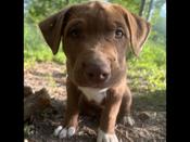 Pitbull mix