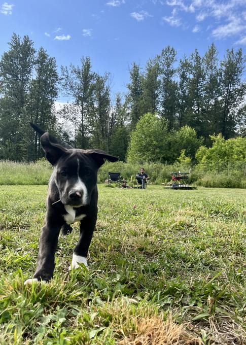 Pitbull mix