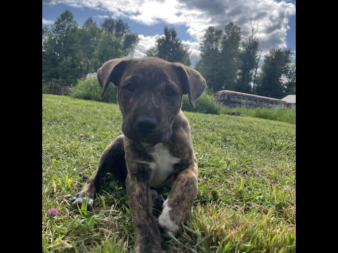 Pitbull mix