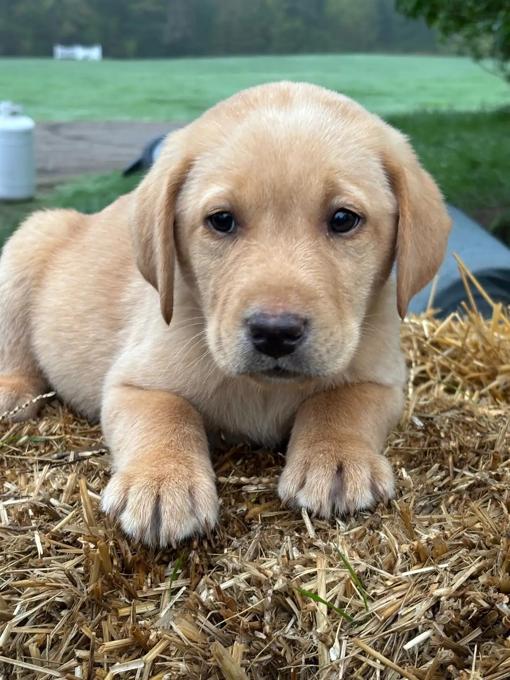 Labrador 