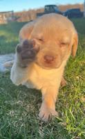 Labrador 