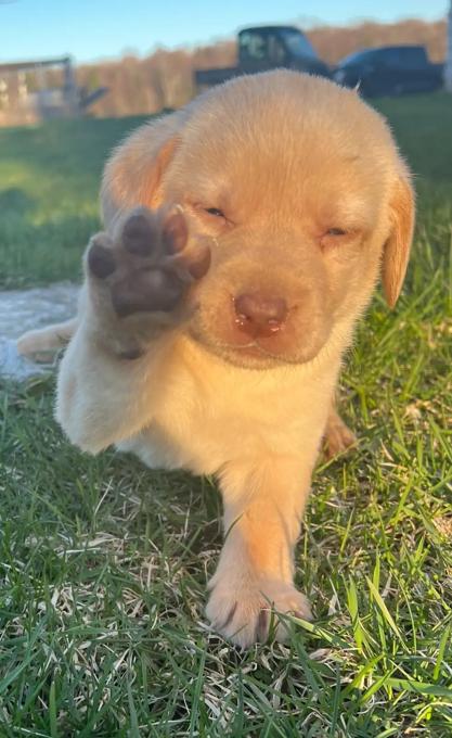 Labrador 