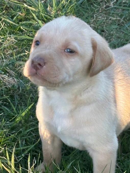 Labrador 