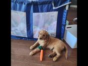Red golden retriever