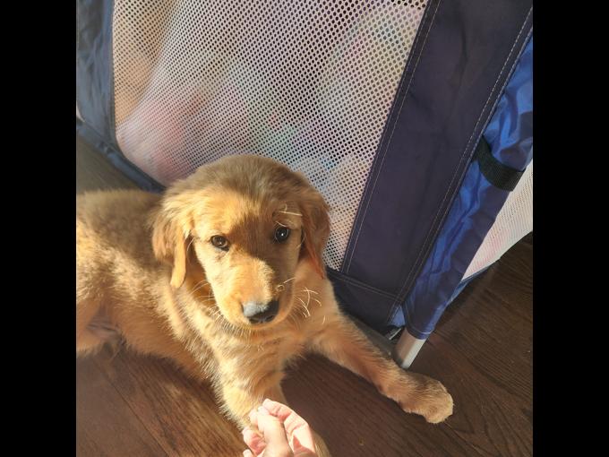 Red golden retriever