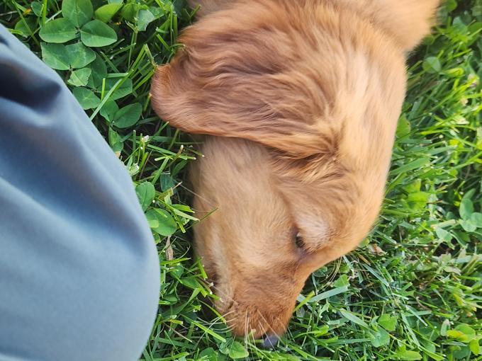 Red golden retriever