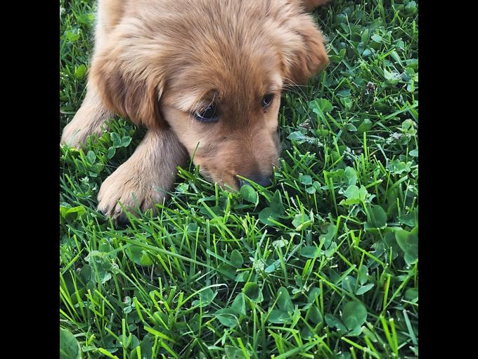 Red golden retriever
