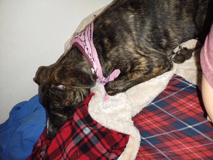 Cane Corso Bull mastiff