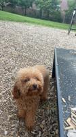 Minature poodle