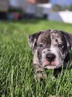 American Bully XL