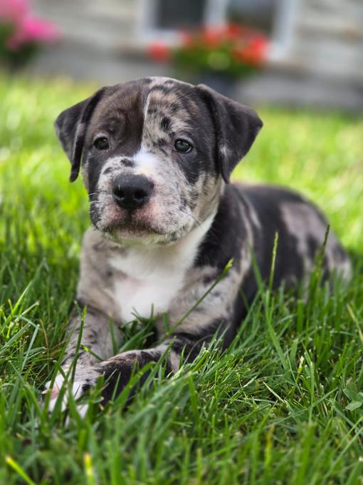 American Bully XL