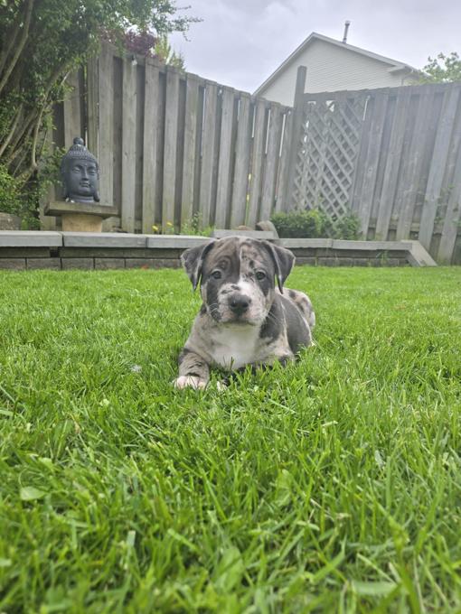 American Bully XL