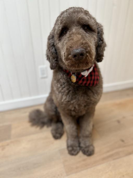 Caniche Royal