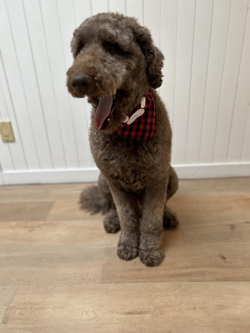 Caniche Royal