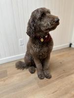 Caniche Royal