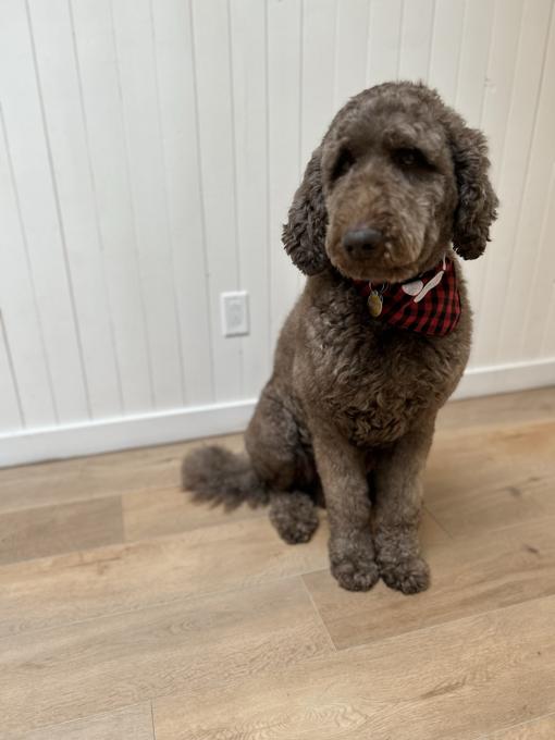 Caniche Royal