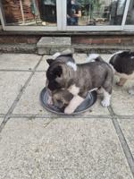 Akita puppies