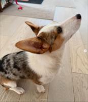 Corgi