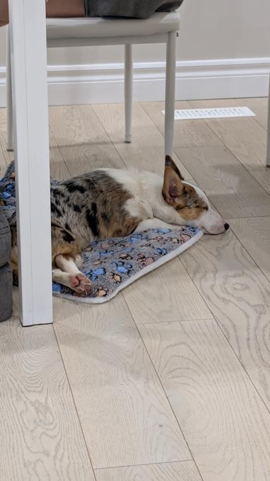 Corgi