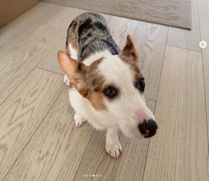 Corgi
