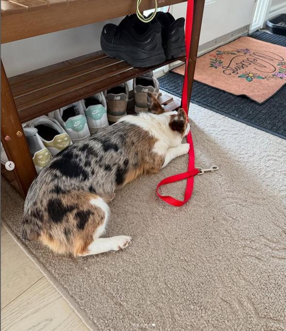 Corgi