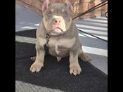 American Bully
