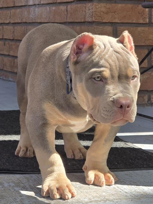 American Bully