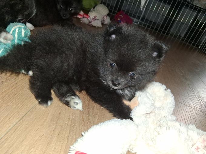 Pomeranian