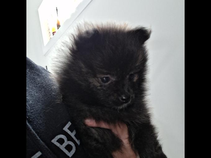 Pomeranian