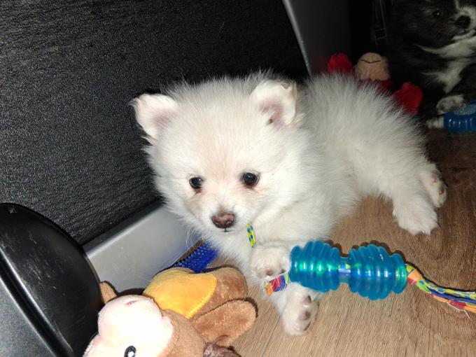Pomeranian