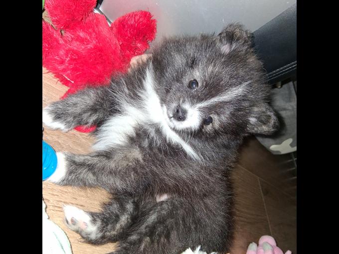 Pomeranian
