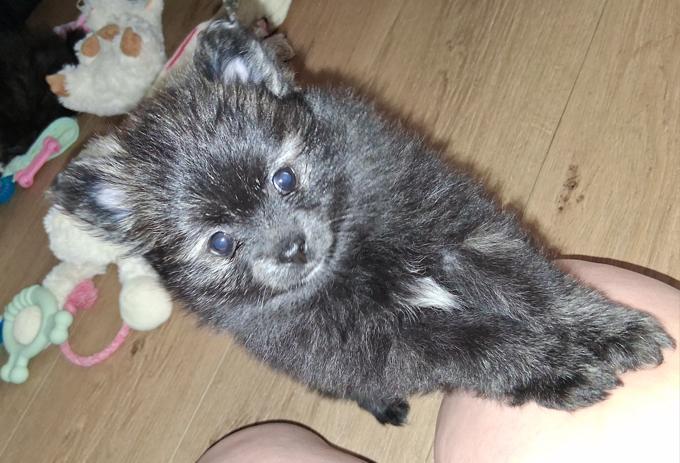 Pomeranian