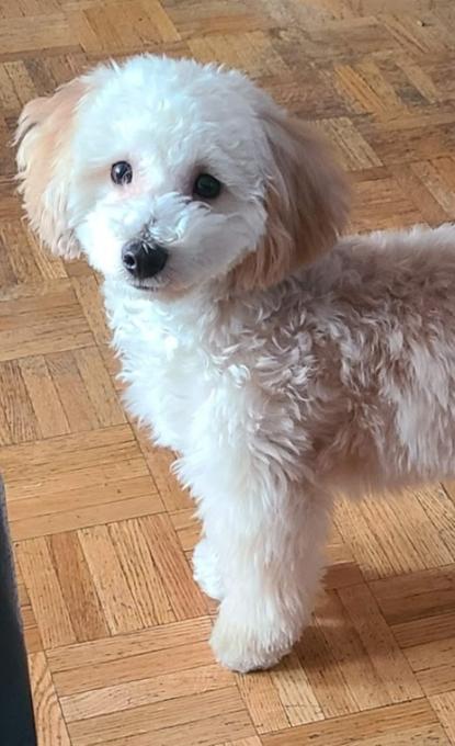 Yorkiepoo