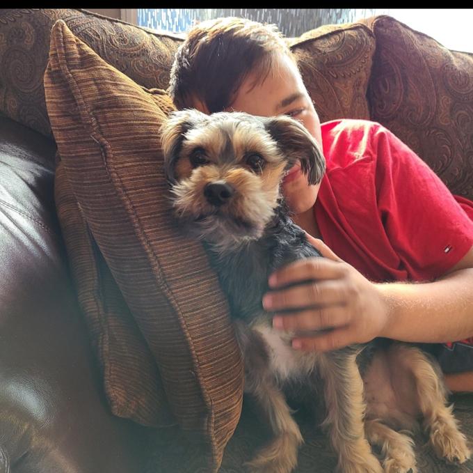 Yorkiepoo
