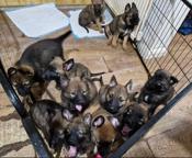 German shepherd puppies