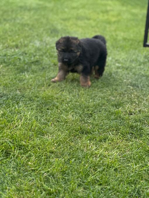 German shepherd