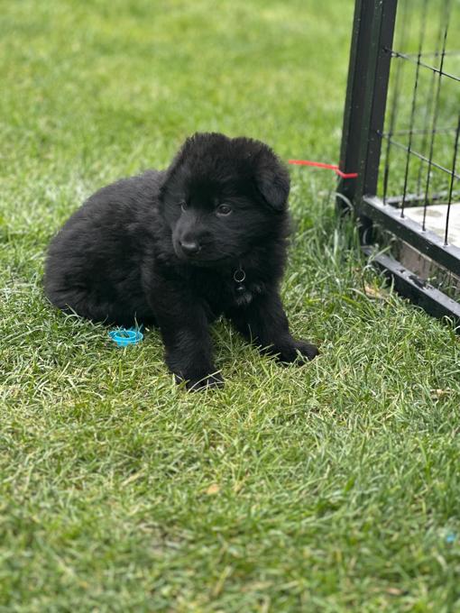 German shepherd