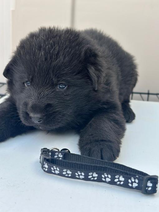 German shepherd