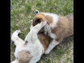 Blue heeler x Great Pyrenees x Rhodesian ridgeback