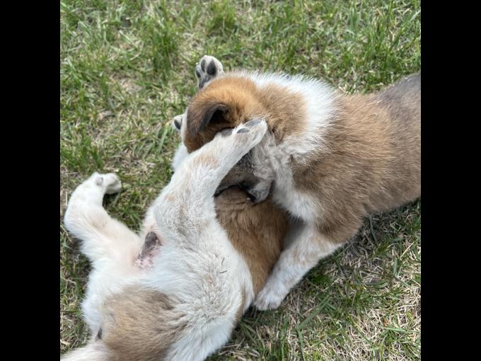 Blue heeler x Great Pyrenees x Rhodesian ridgeback