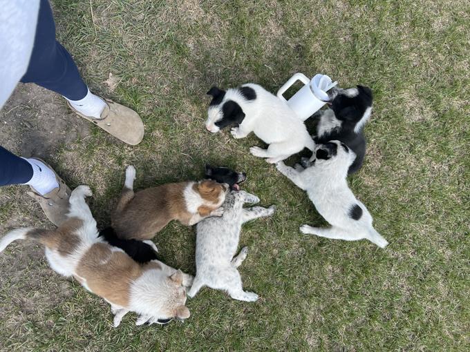 Blue heeler x Great Pyrenees x Rhodesian ridgeback