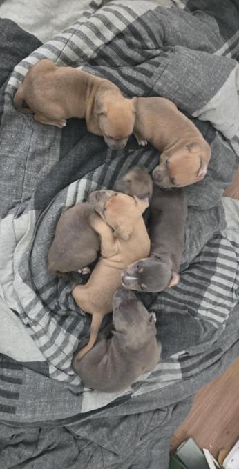 American Bully