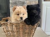 Chow chow