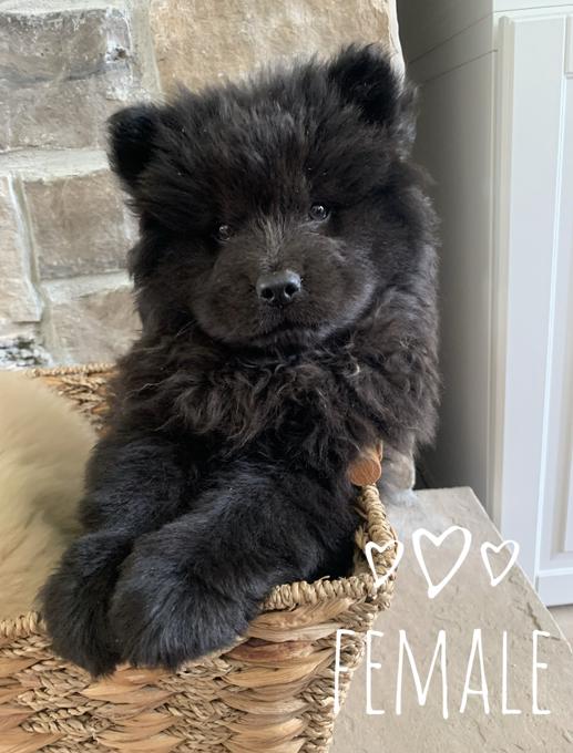 Chow chow