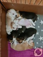 beagle puppies