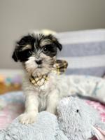 Morkie (Maltese x Yorkie)