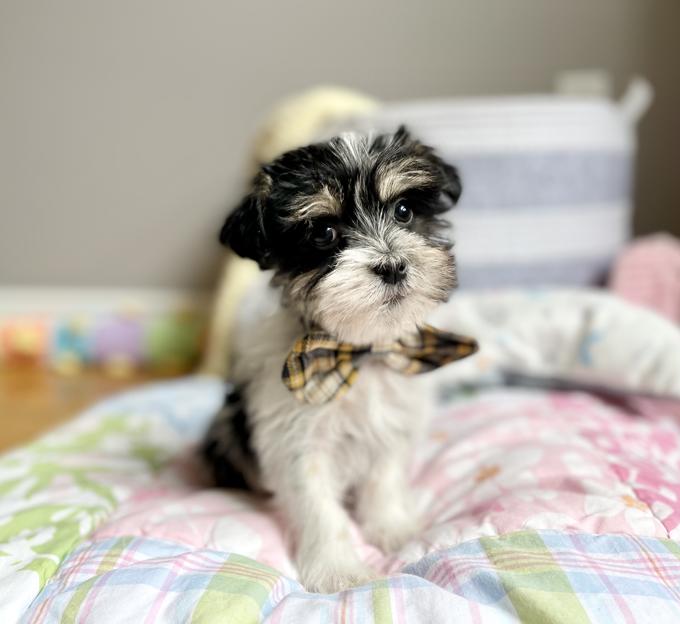 Morkie (Maltese x Yorkie)