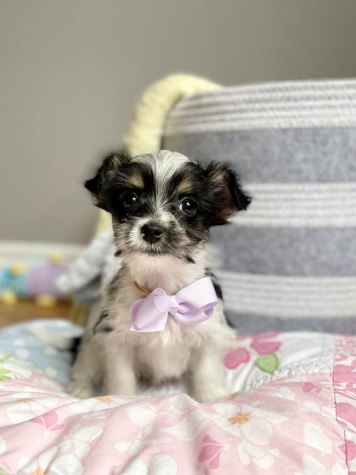 Morkie (Maltese x Yorkie)